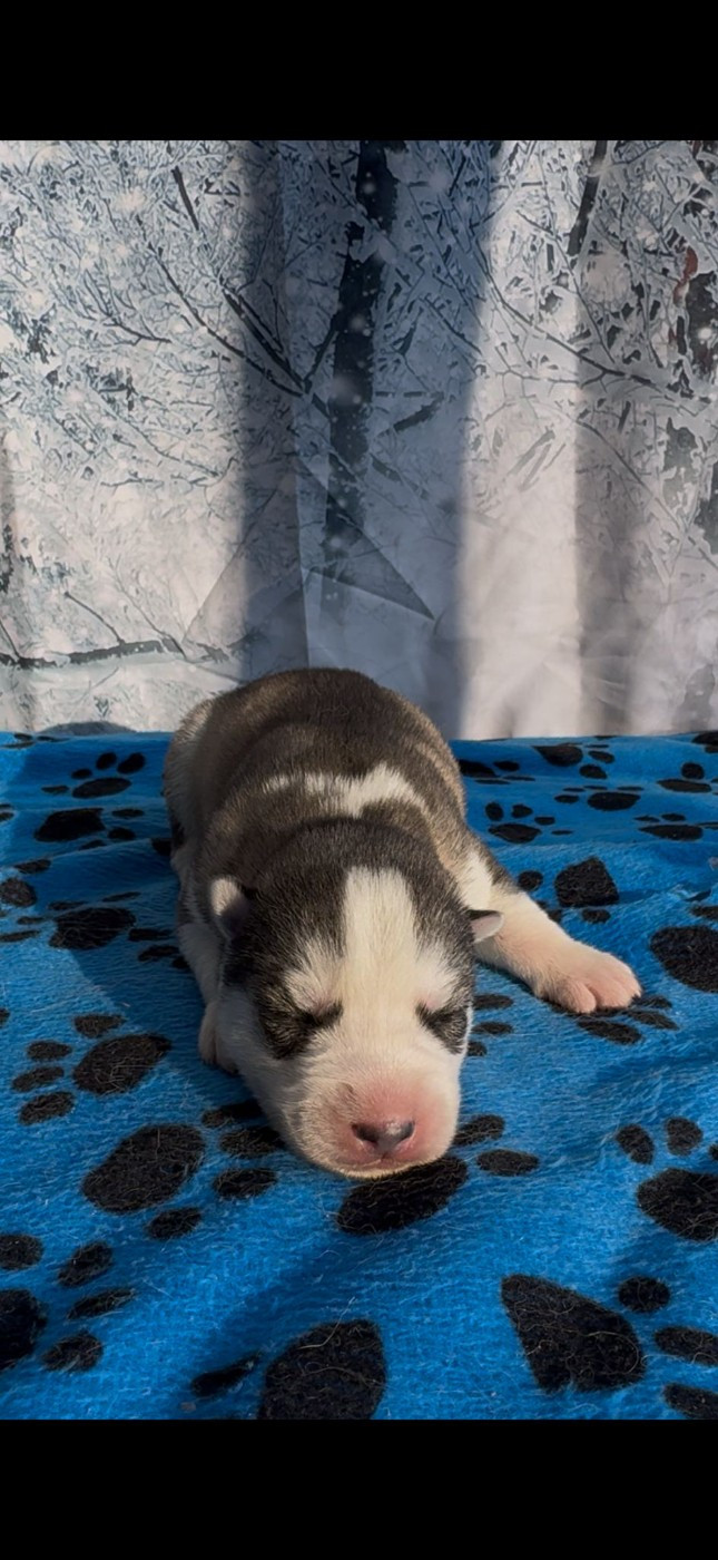 Angel Inside's - Chiots disponibles - Siberian Husky