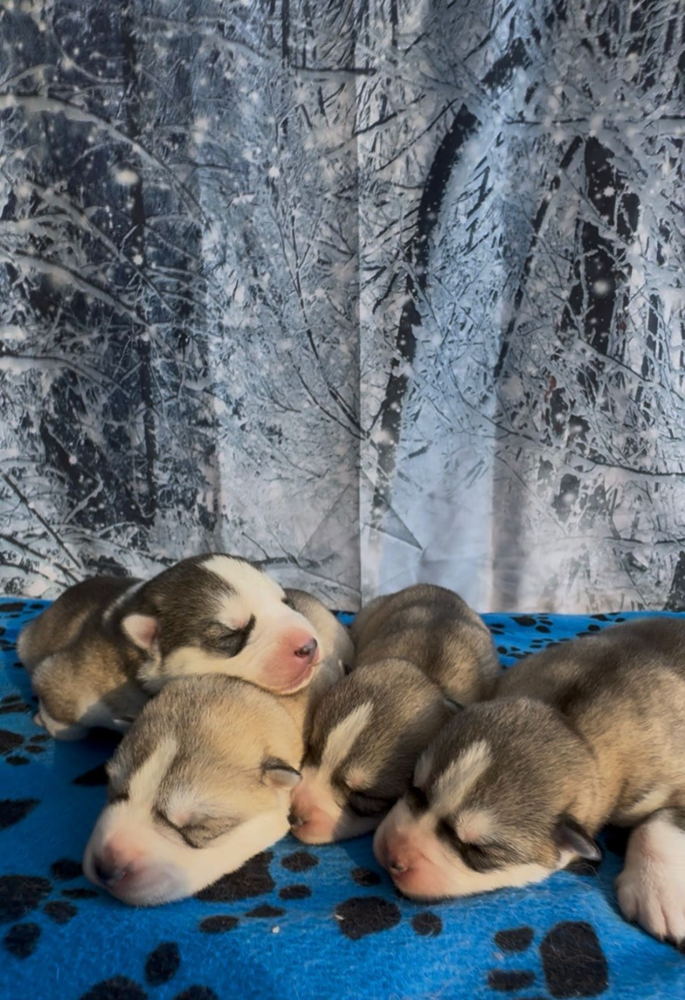 Angel Inside's - Siberian Husky - Portée née le 27/02/2026