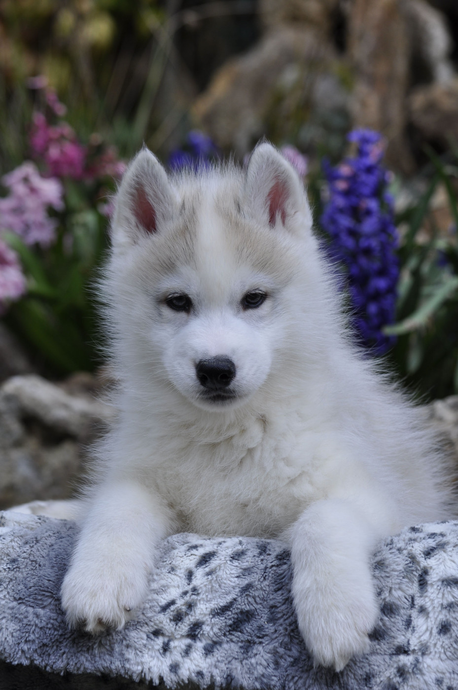 Angel Inside's - Chiots disponibles - Siberian Husky