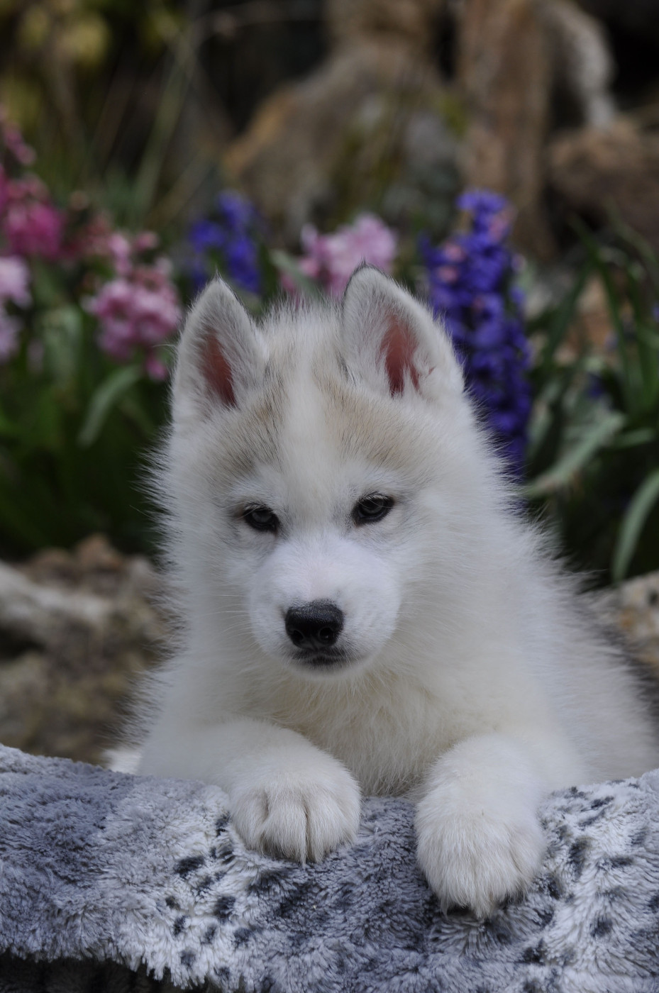 Angel Inside's - Siberian Husky - Portée née le 06/01/2026