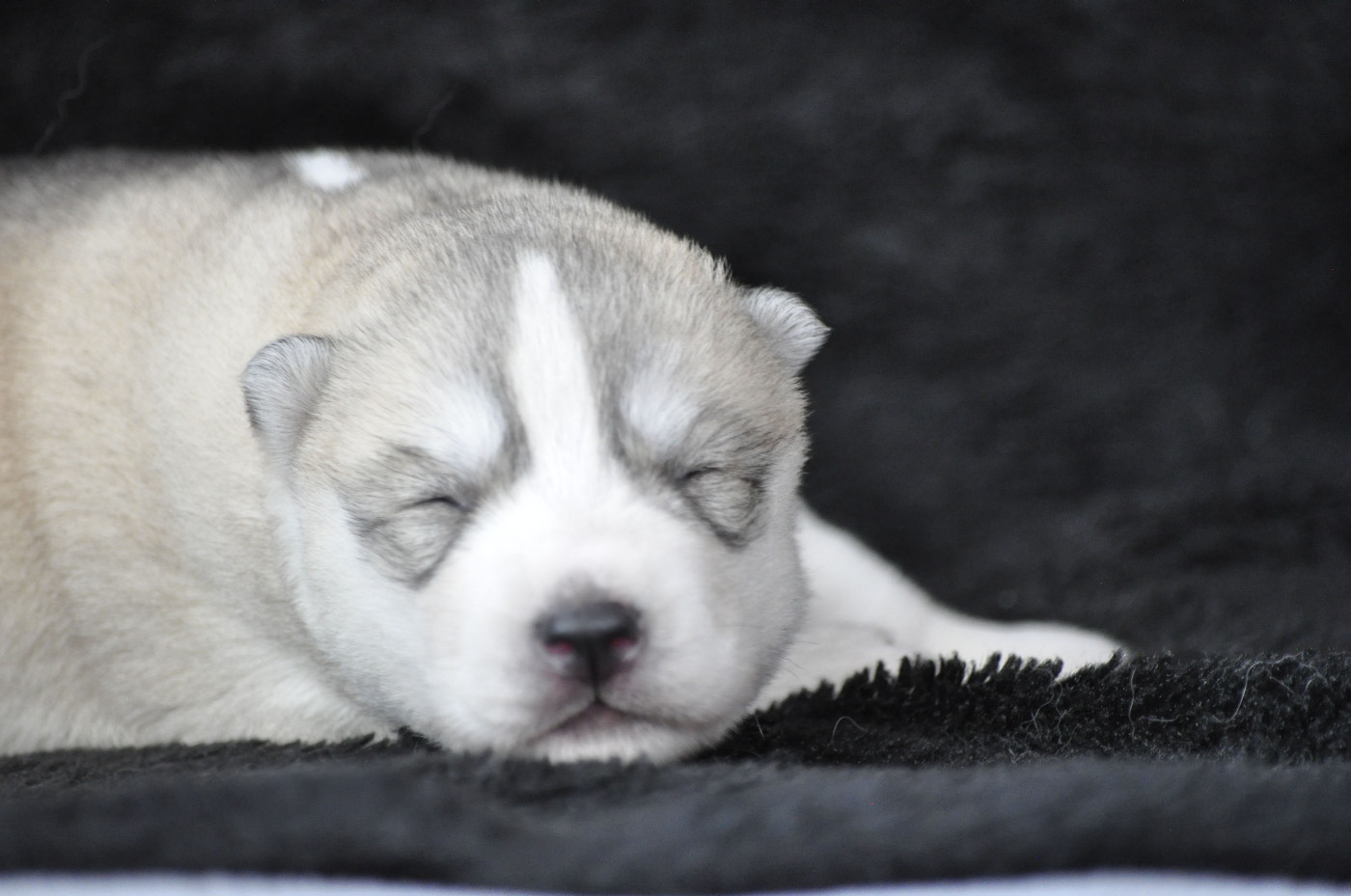 Angel Inside's - Chiots disponibles - Siberian Husky