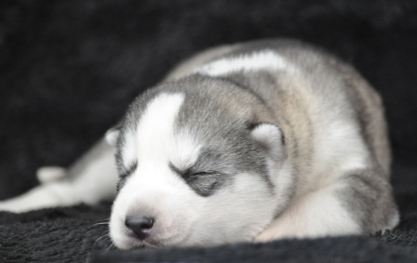 Angel Inside's - Chiots disponibles - Siberian Husky