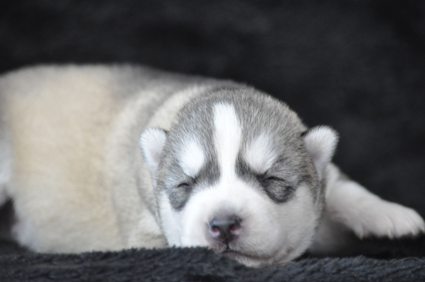 Angel Inside's - Chiots disponibles - Siberian Husky