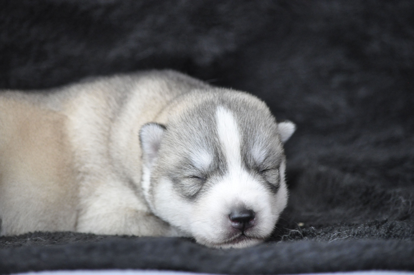 Angel Inside's - Chiots disponibles - Siberian Husky