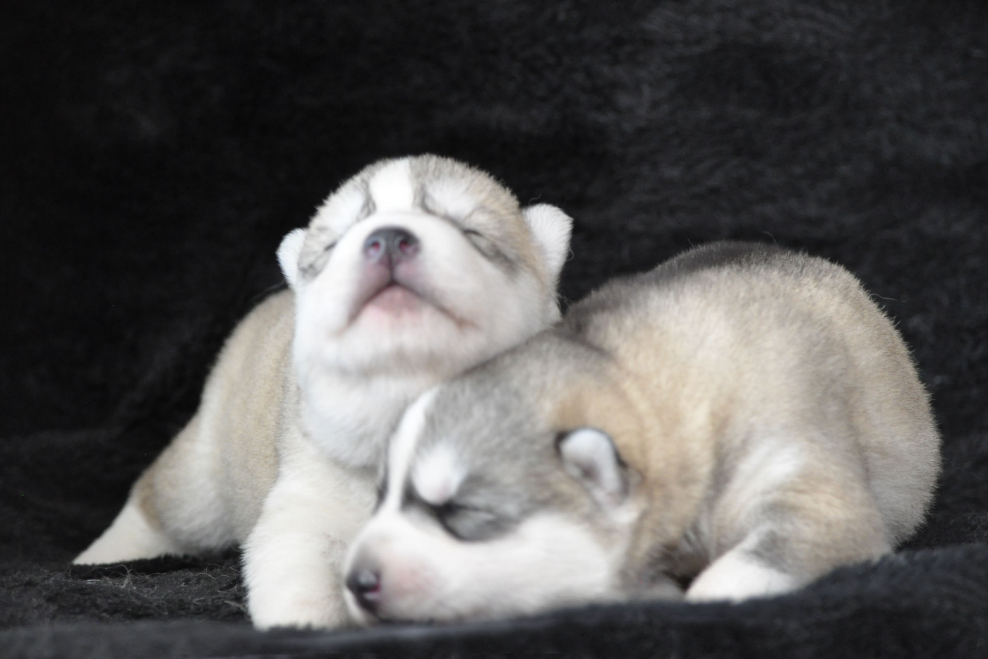 Angel Inside's - Siberian Husky - Portée née le 27/02/2026