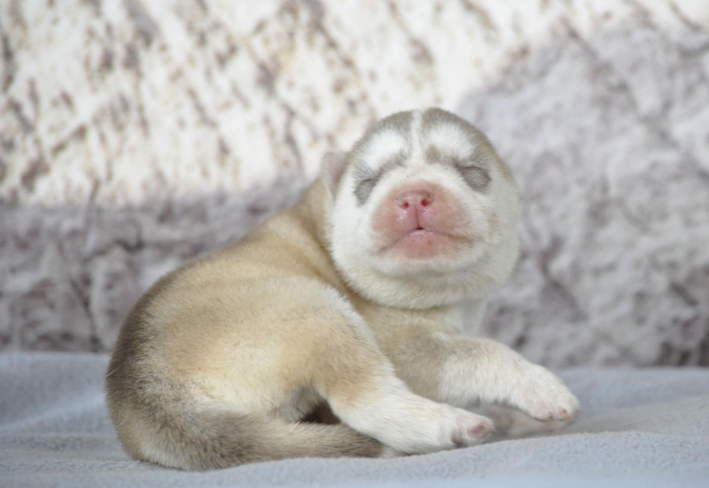 Chiot Siberian Husky Angel Inside's
