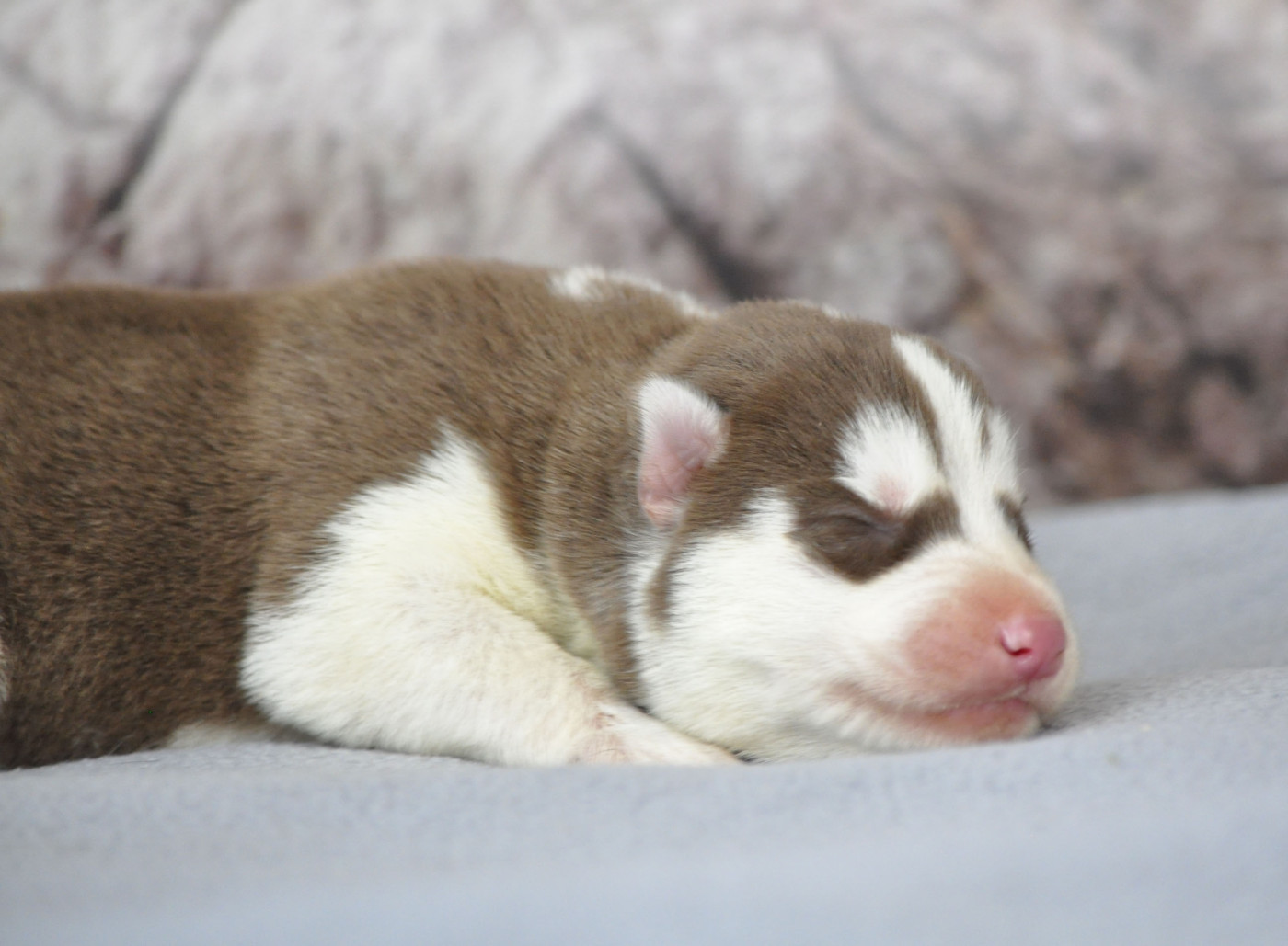 Angel Inside's - Chiots disponibles - Siberian Husky