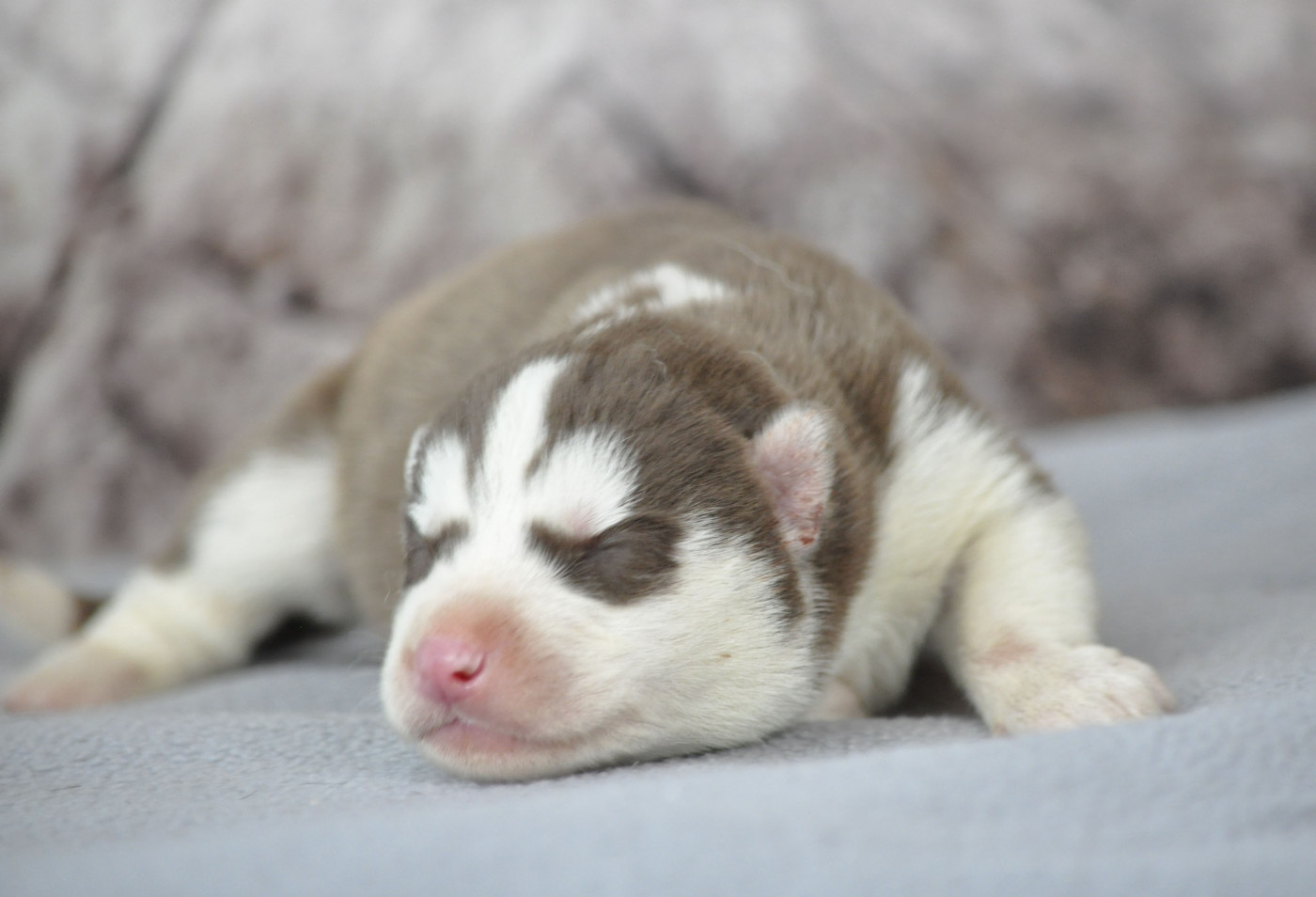 Angel Inside's - Chiots disponibles - Siberian Husky