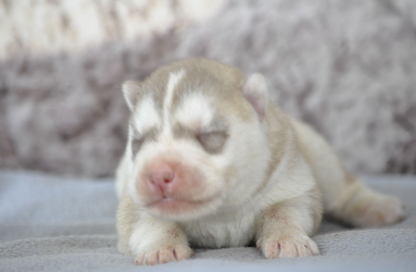 Angel Inside's - Chiots disponibles - Siberian Husky