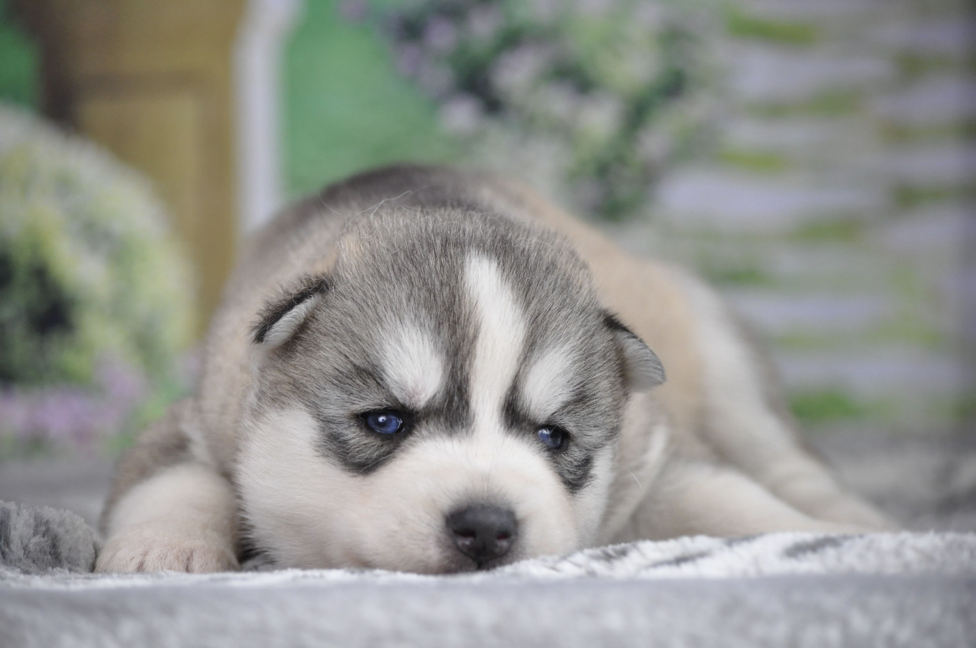 Angel Inside's - Chiots disponibles - Siberian Husky