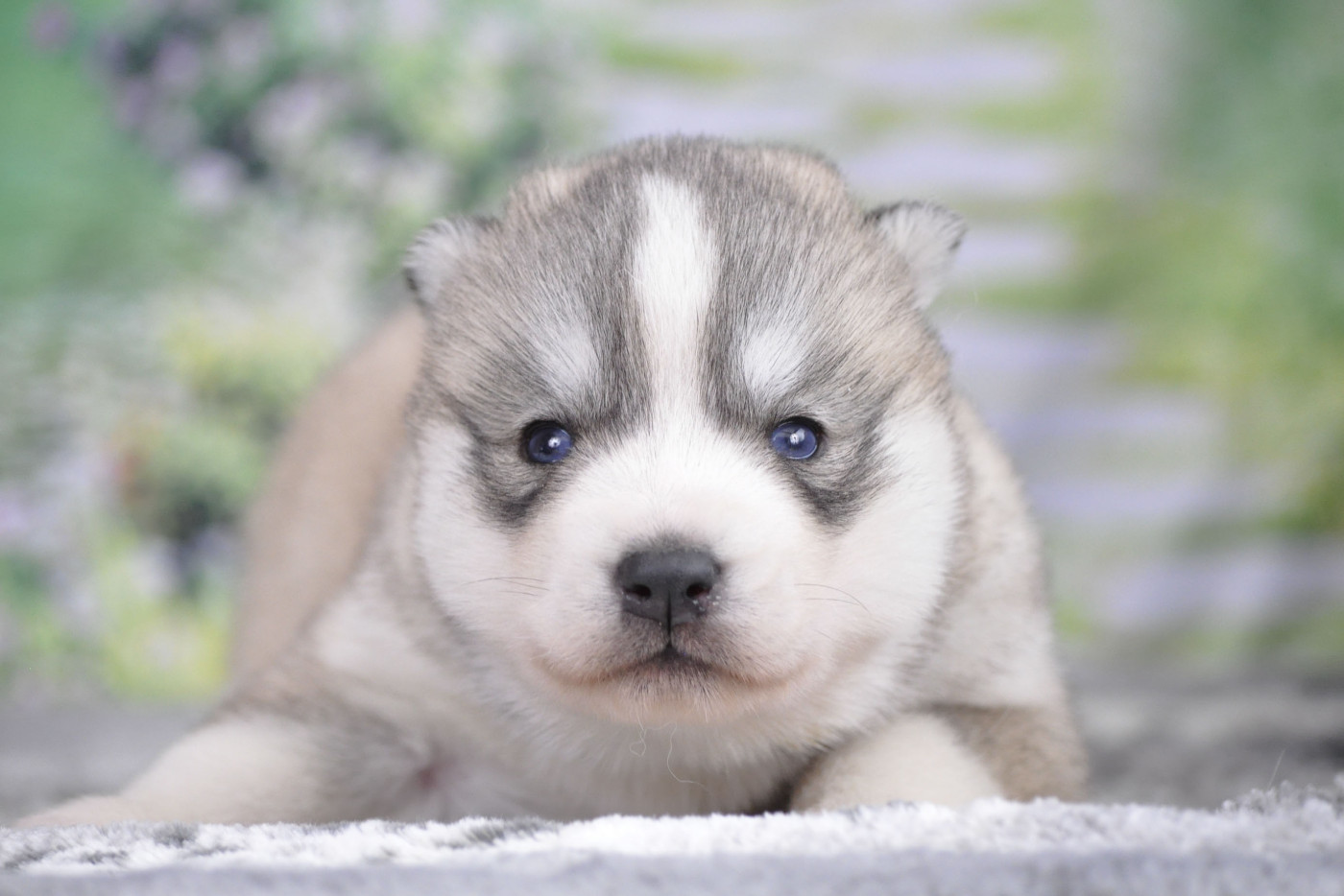 Angel Inside's - Chiots disponibles - Siberian Husky