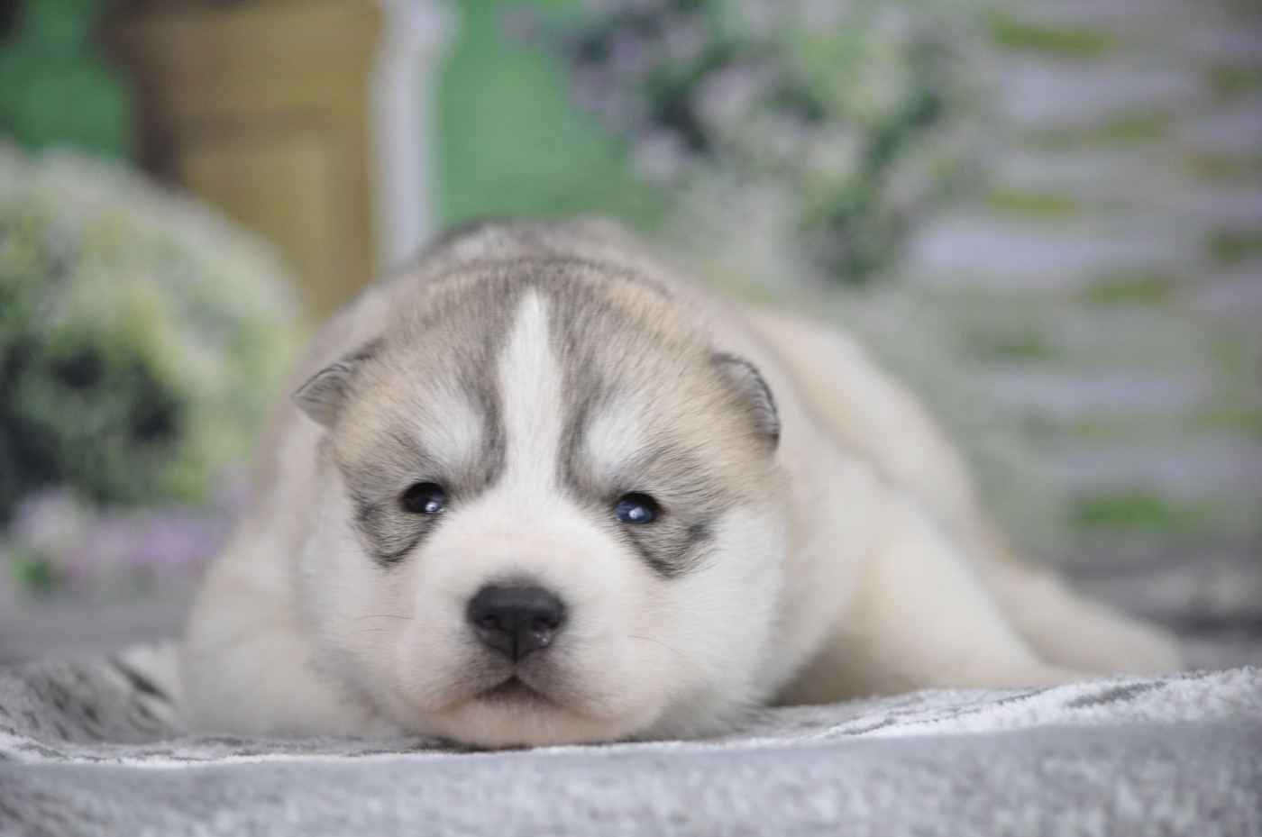 Angel Inside's - Siberian Husky - Portée née le 27/02/2026