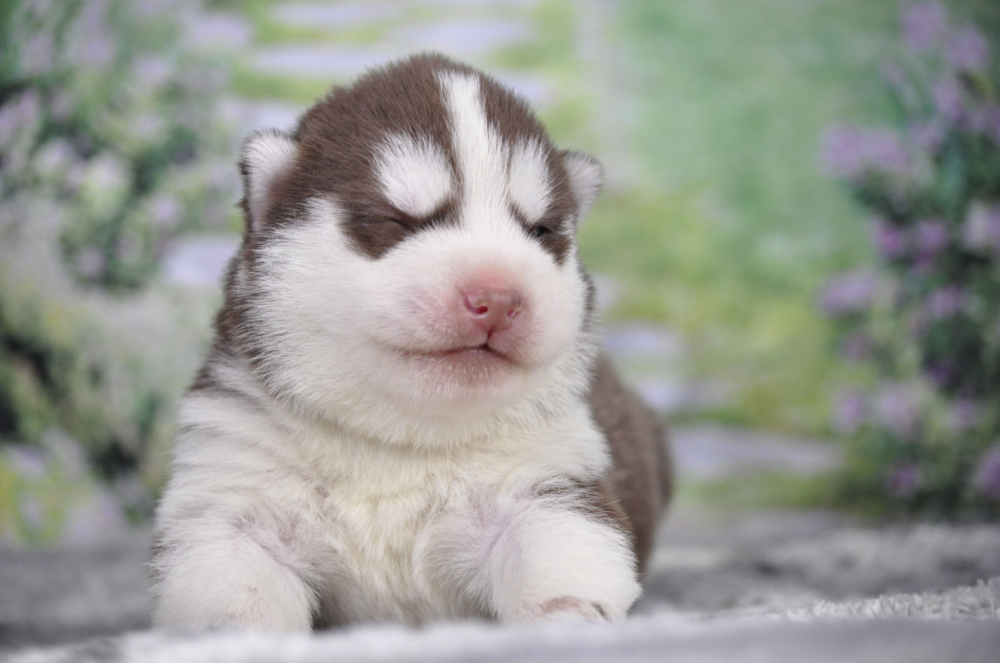 Angel Inside's - Chiots disponibles - Siberian Husky