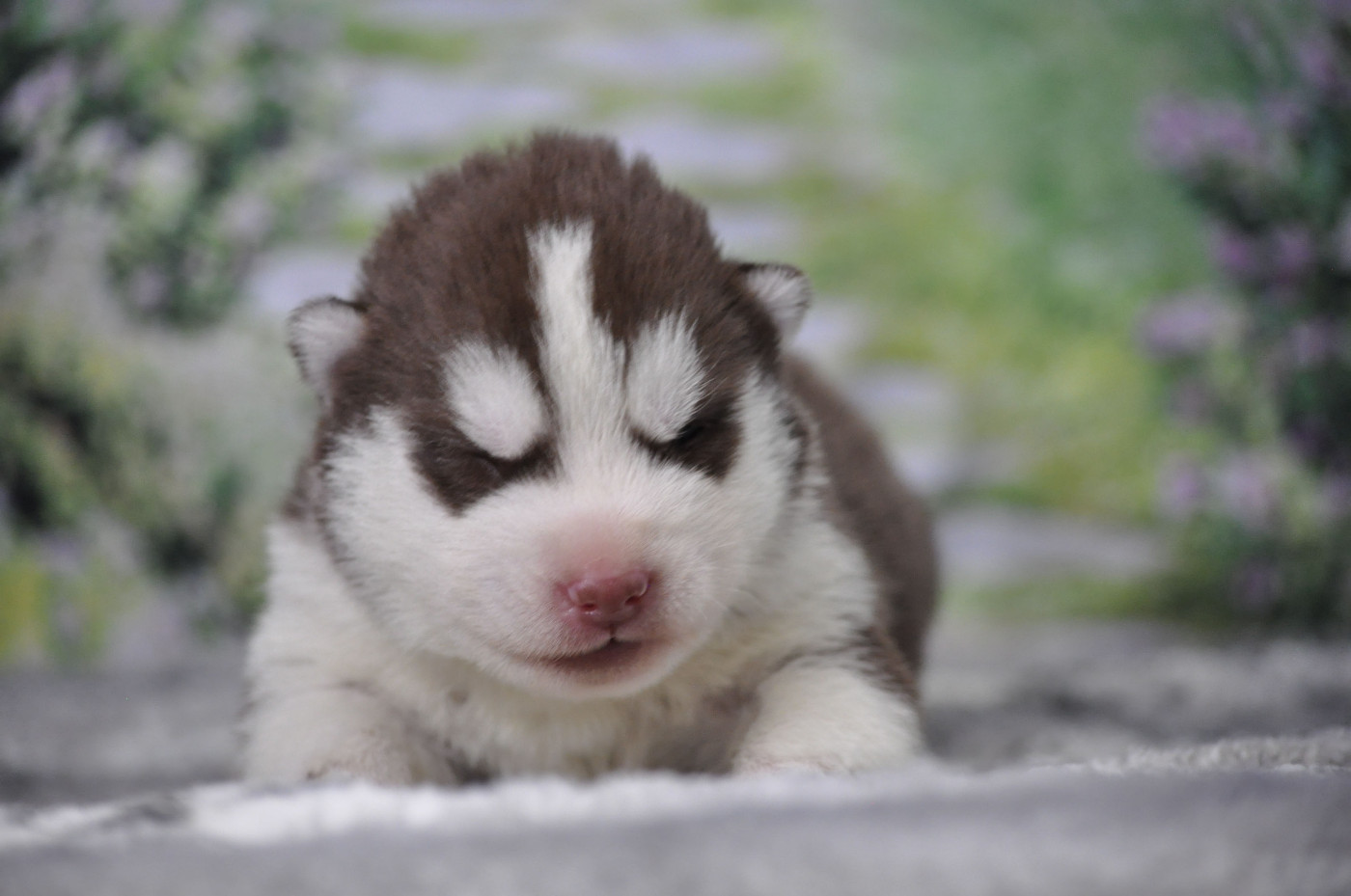 Angel Inside's - Chiots disponibles - Siberian Husky