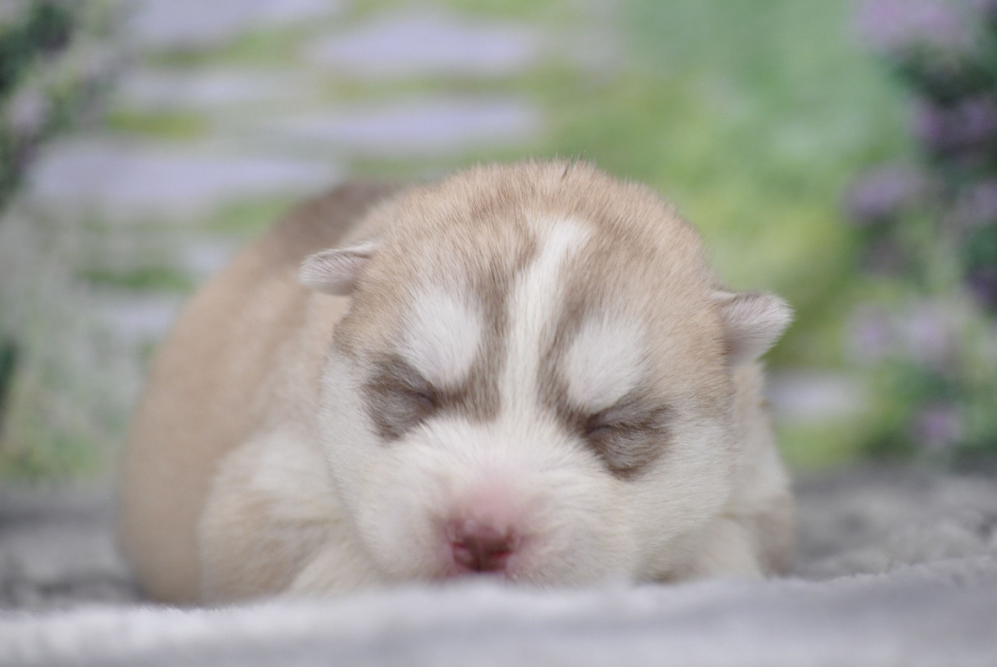 Angel Inside's - Chiots disponibles - Siberian Husky