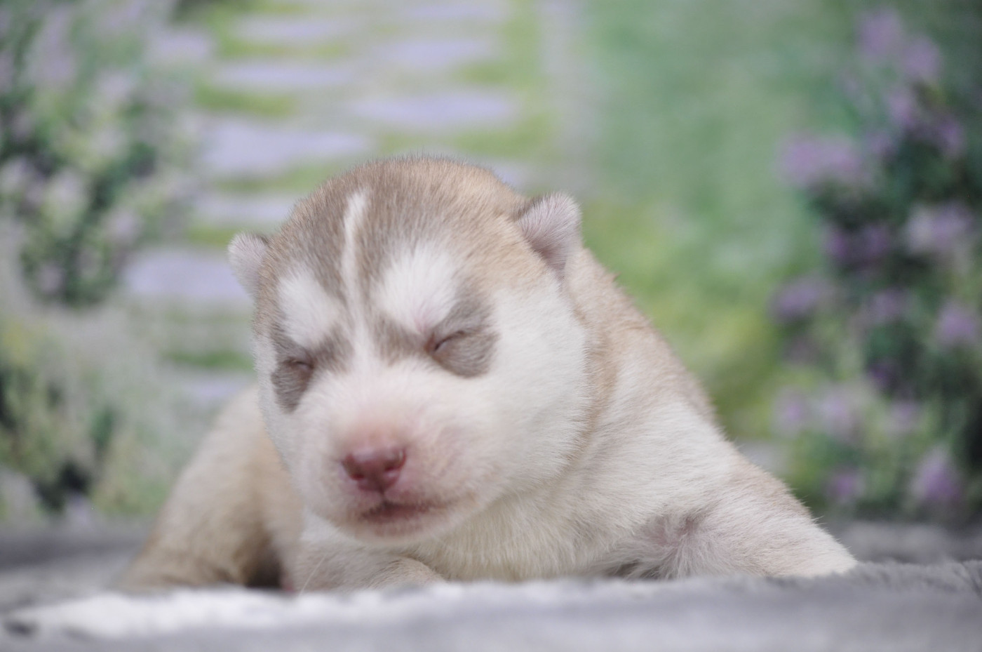 Angel Inside's - Chiots disponibles - Siberian Husky