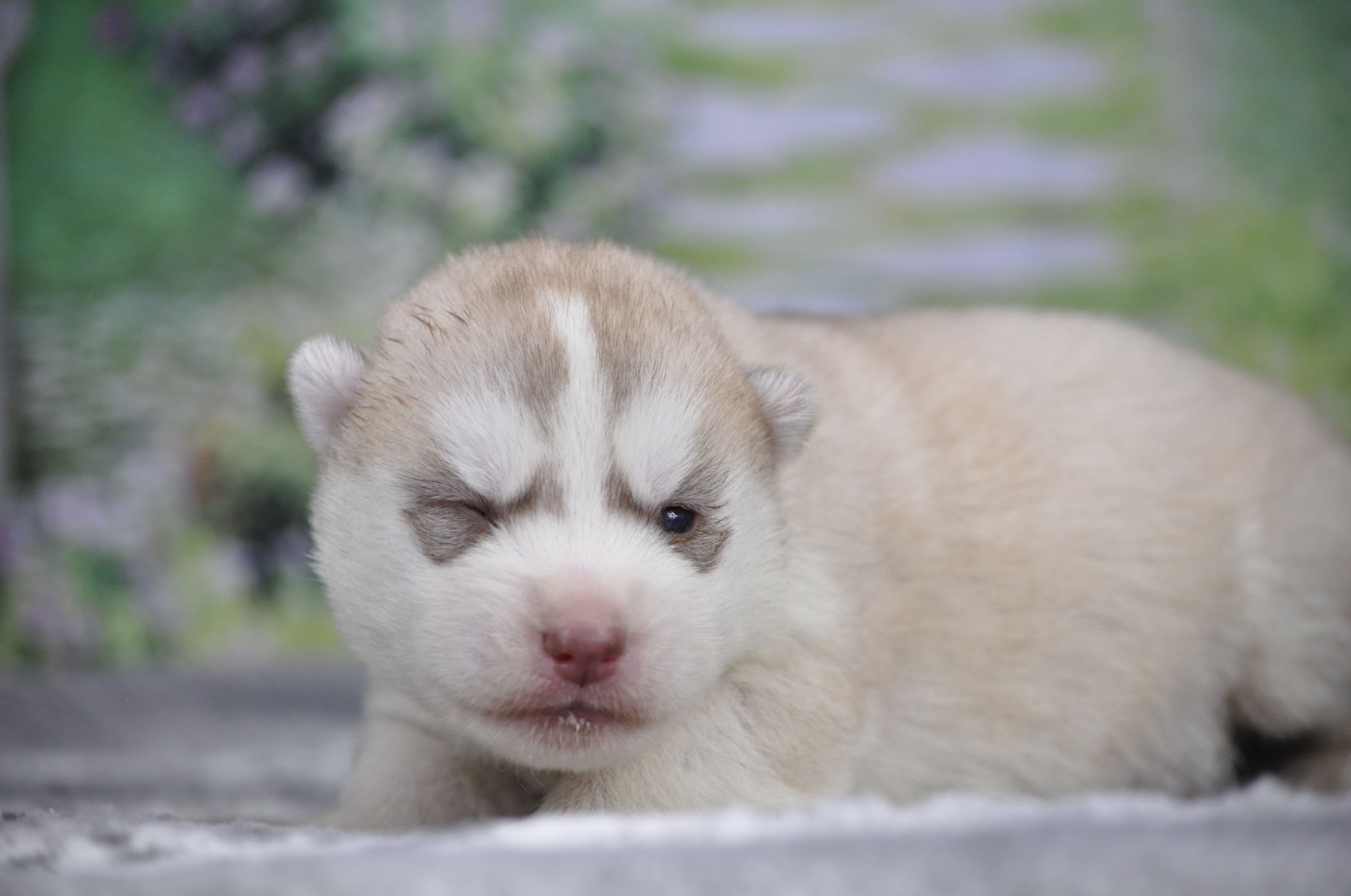 Angel Inside's - Chiots disponibles - Siberian Husky