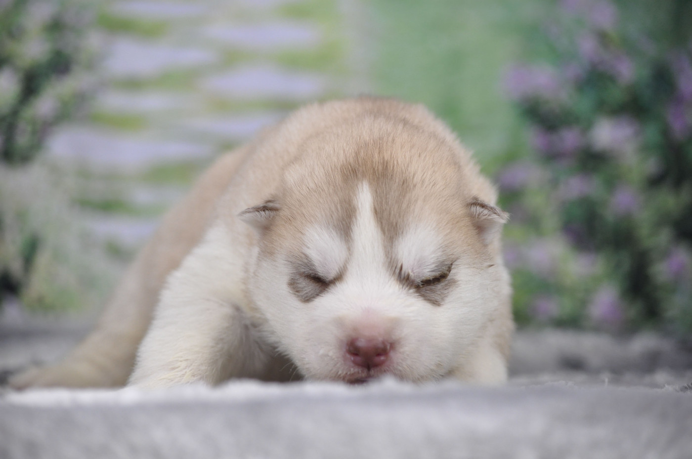Angel Inside's - Chiots disponibles - Siberian Husky