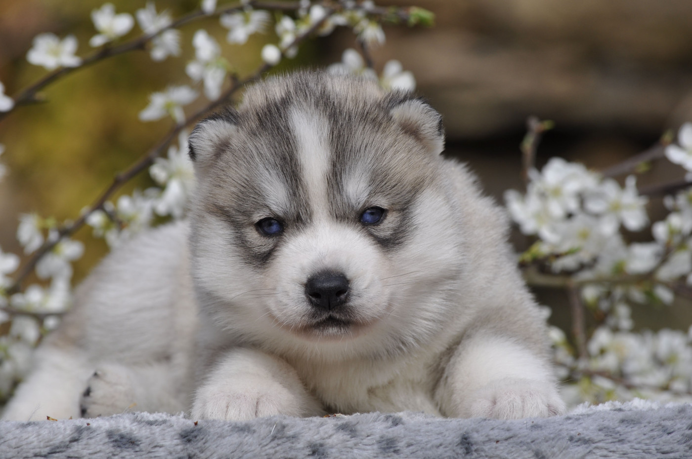 Chiot Siberian Husky Angel Inside's