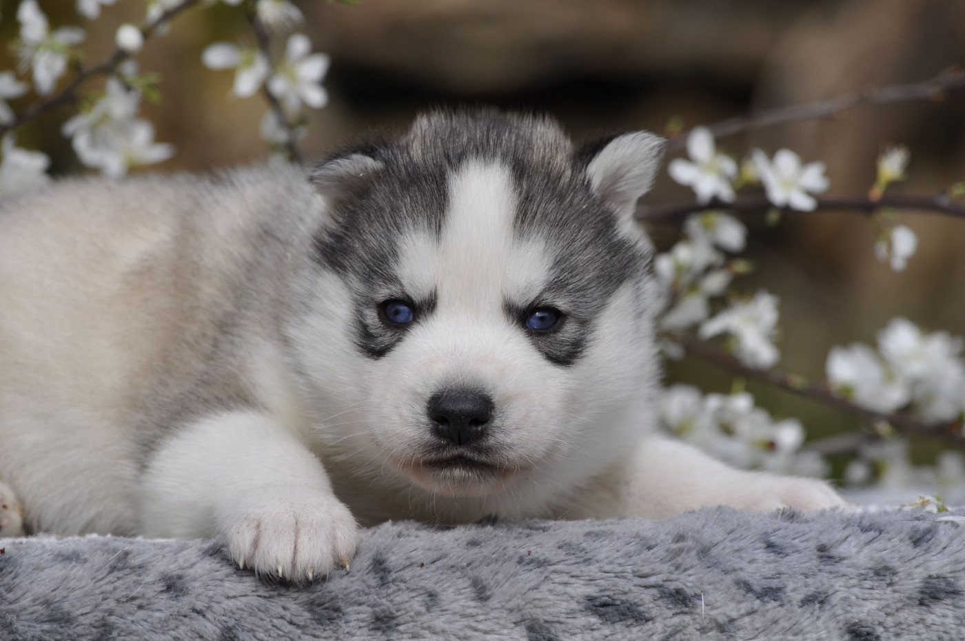 Angel Inside's - Chiots disponibles - Siberian Husky