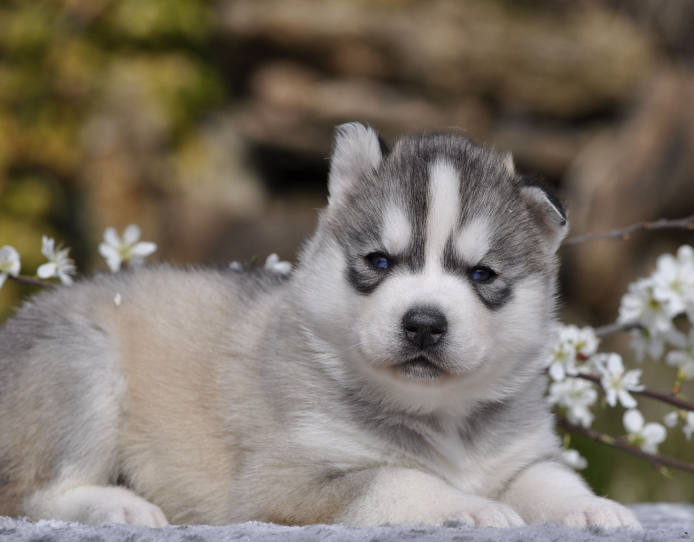 Angel Inside's - Chiots disponibles - Siberian Husky