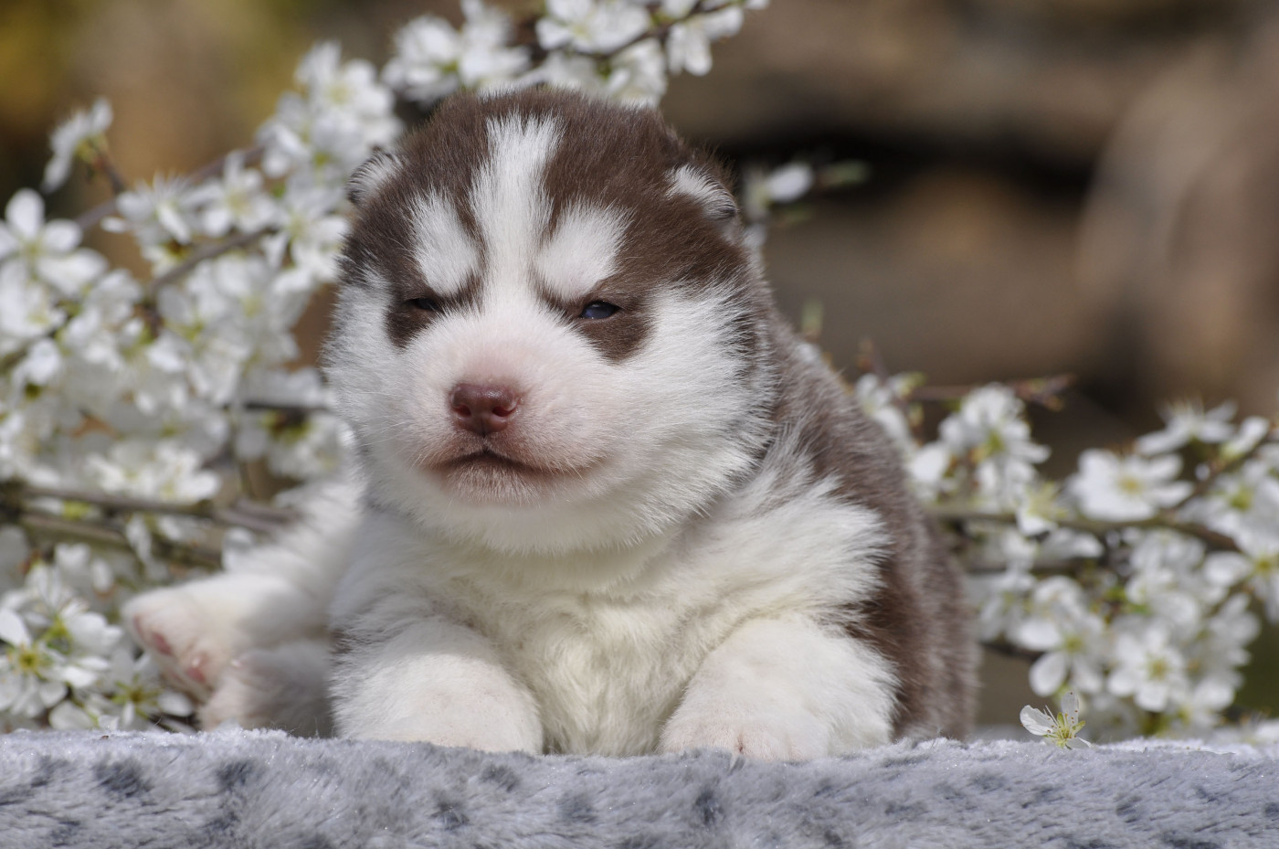 Angel Inside's - Chiots disponibles - Siberian Husky
