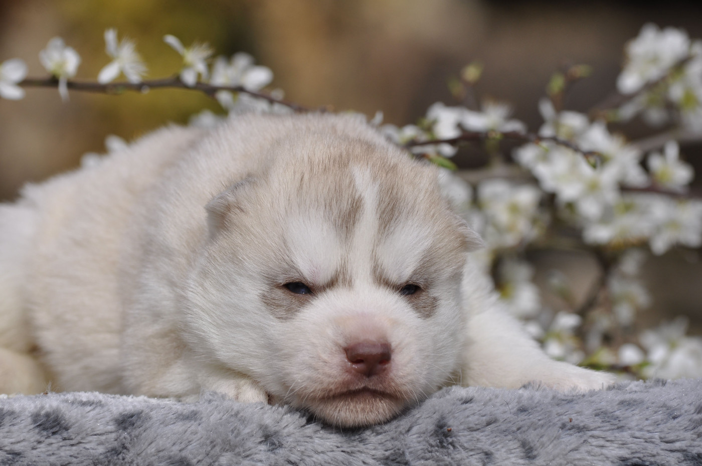 Angel Inside's - Chiots disponibles - Siberian Husky