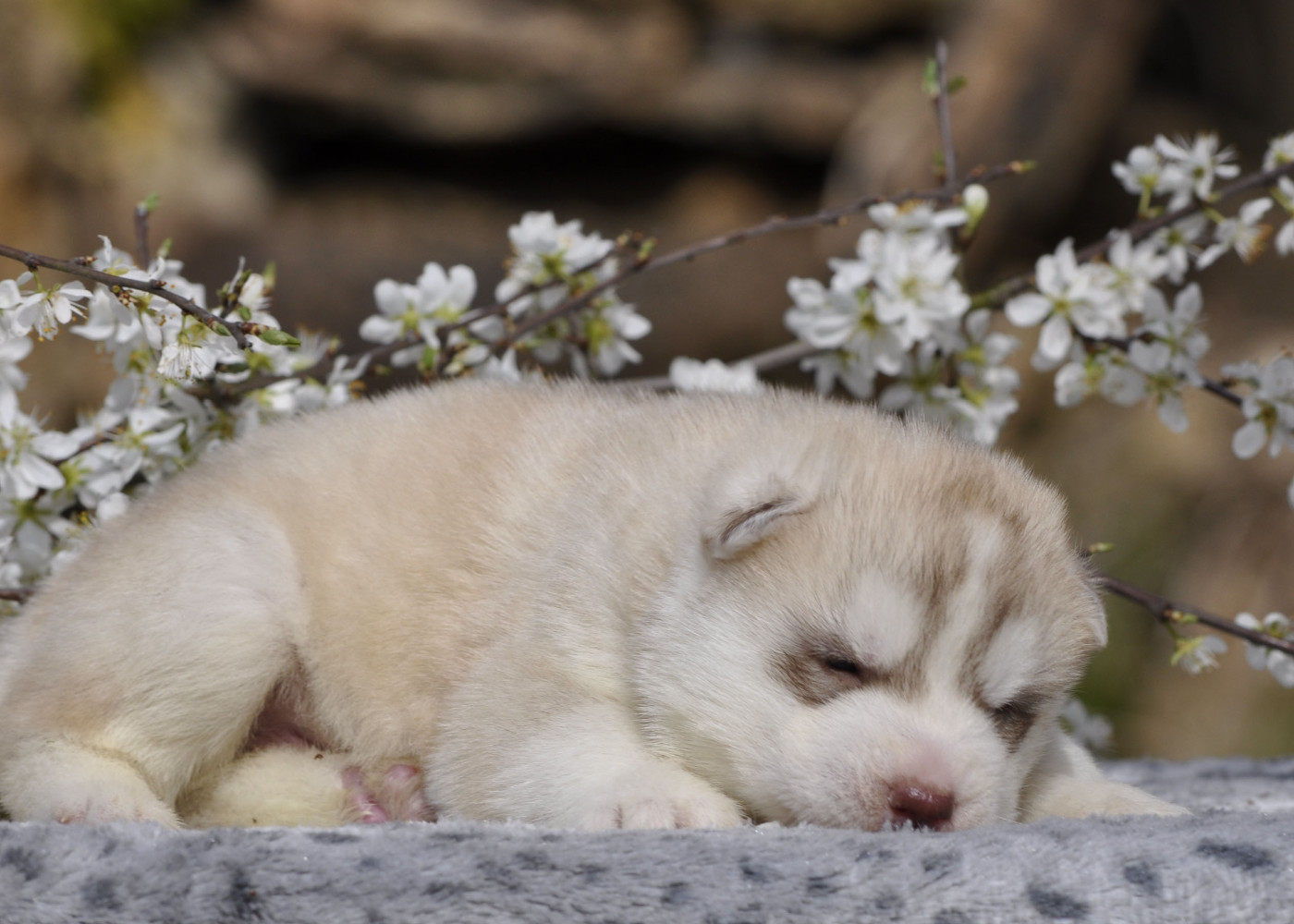 Angel Inside's - Chiots disponibles - Siberian Husky