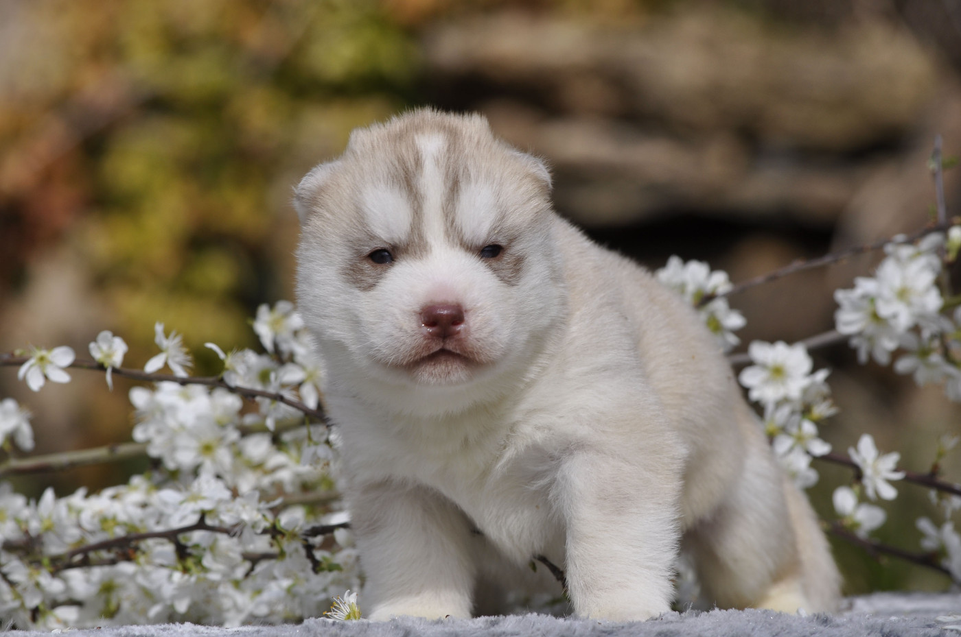 Angel Inside's - Siberian Husky - Portée née le 03/03/2026