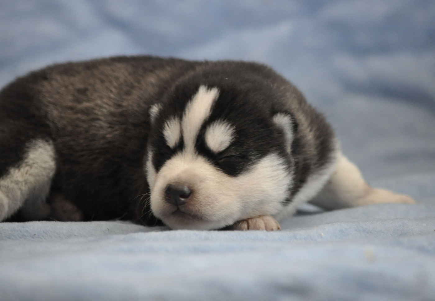 Angel Inside's - Chiots disponibles - Siberian Husky