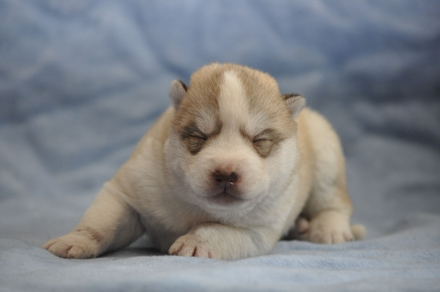 Angel Inside's - Chiots disponibles - Siberian Husky