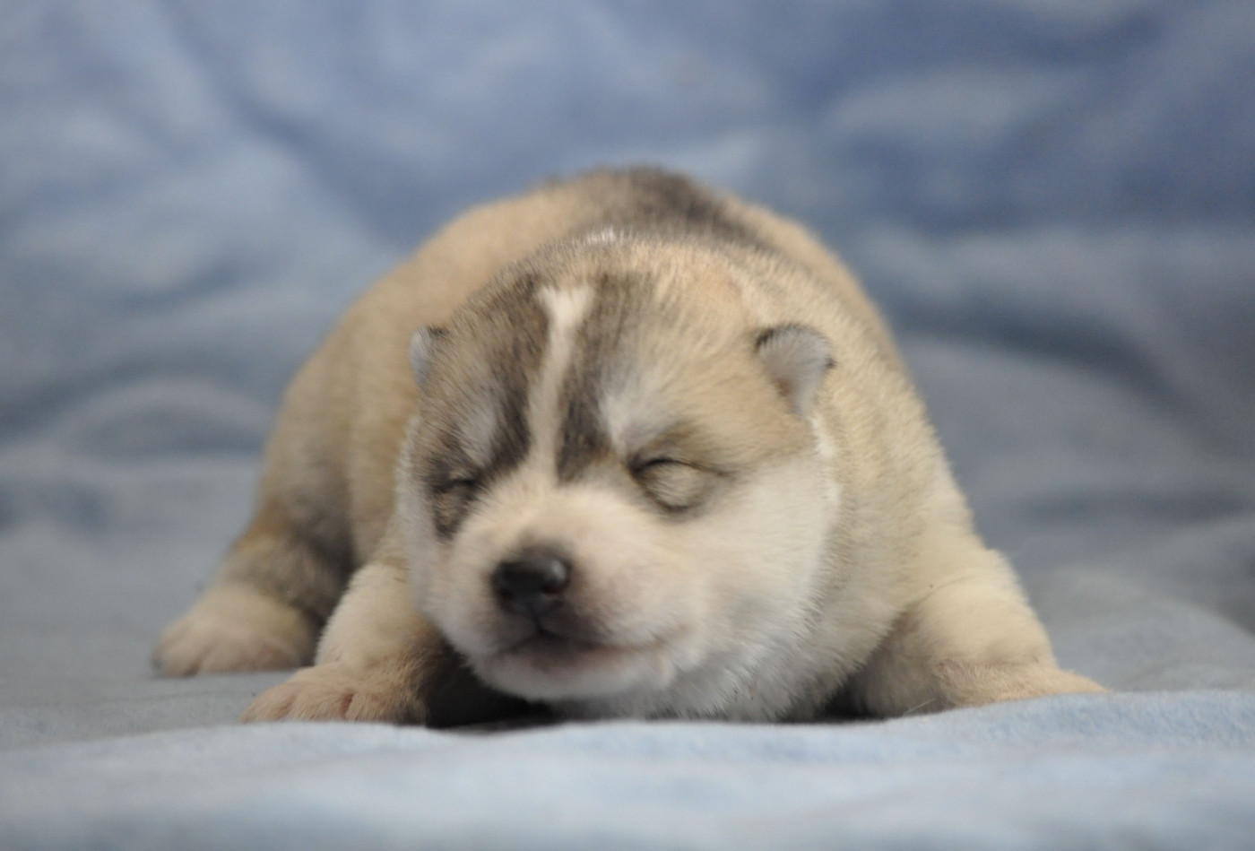 Angel Inside's - Chiots disponibles - Siberian Husky