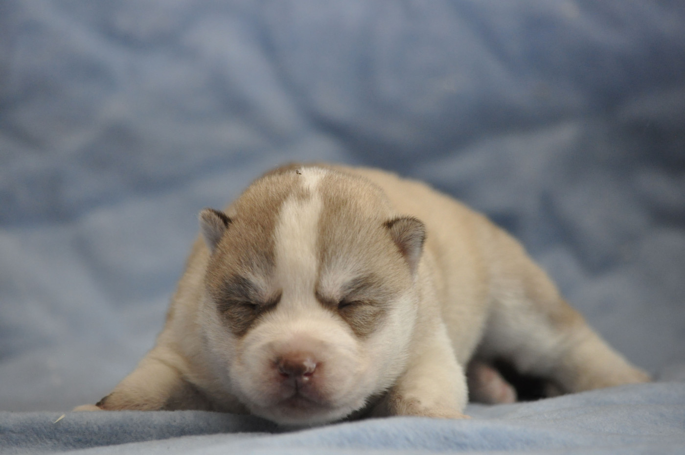 Angel Inside's - Chiots disponibles - Siberian Husky