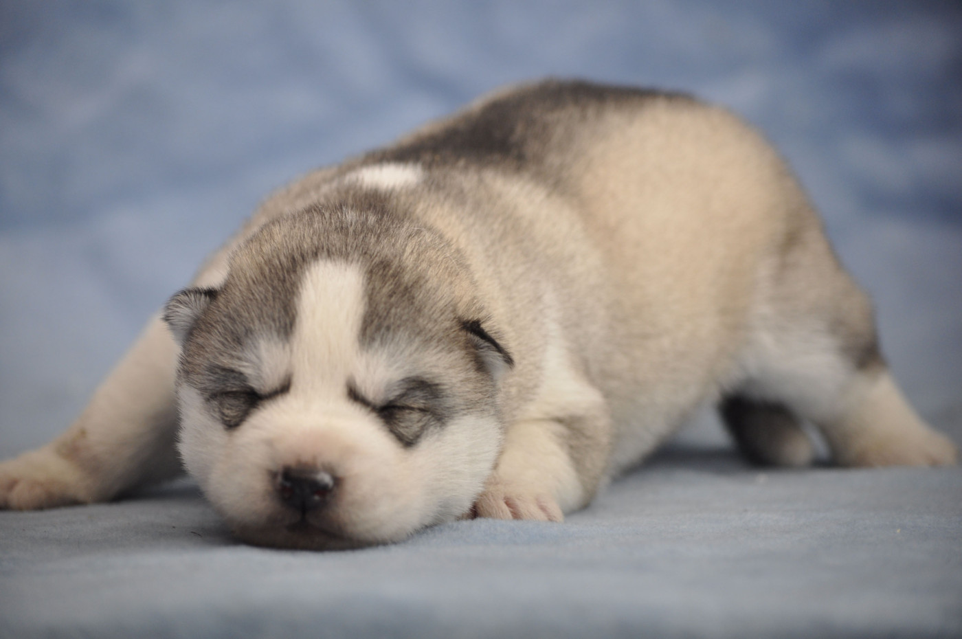 Angel Inside's - Chiots disponibles - Siberian Husky