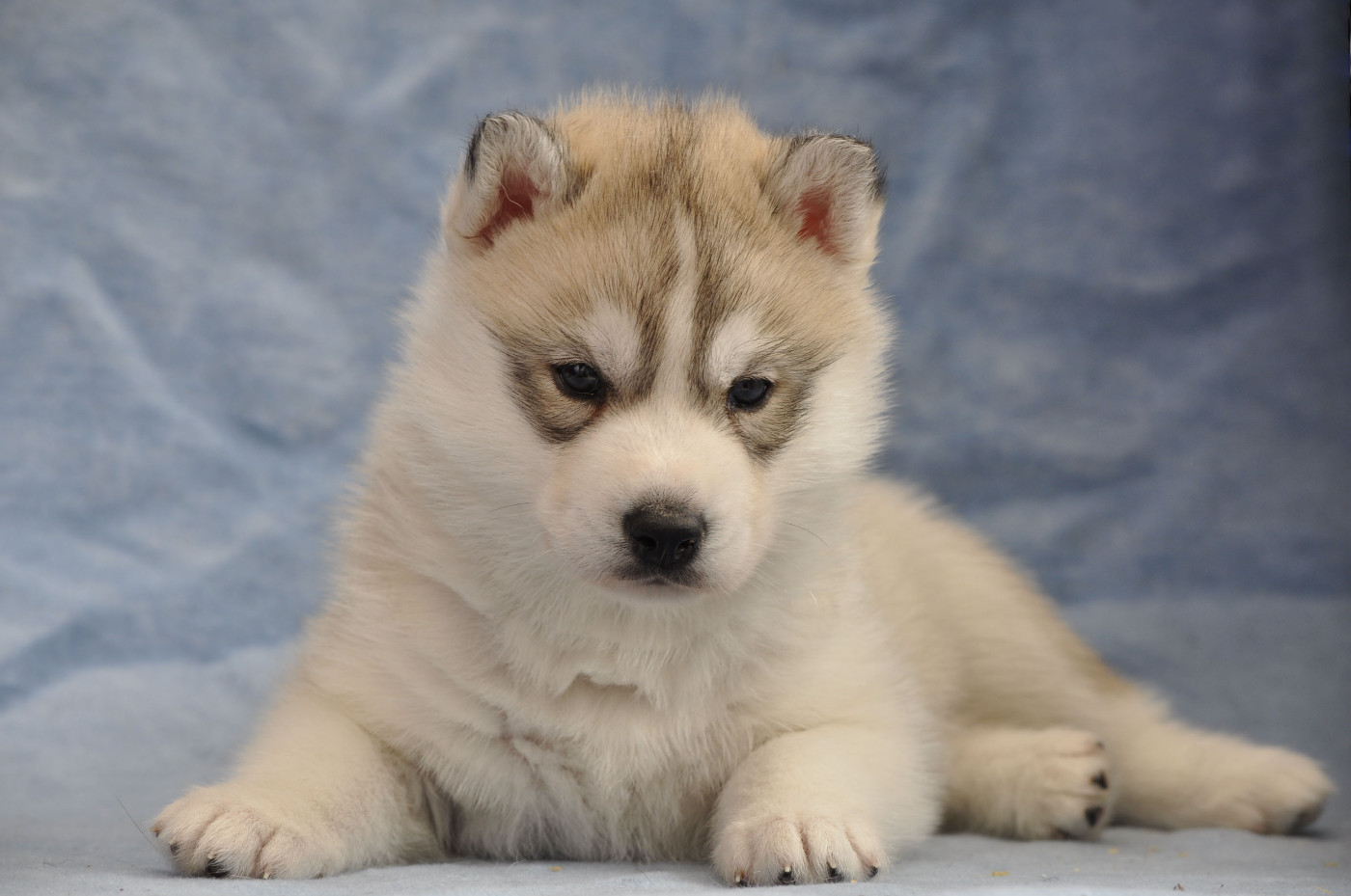 Angel Inside's - Chiots disponibles - Siberian Husky