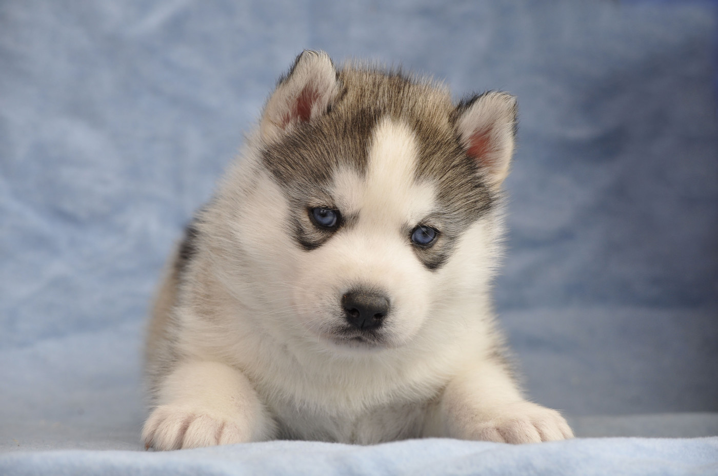 Angel Inside's - Chiots disponibles - Siberian Husky