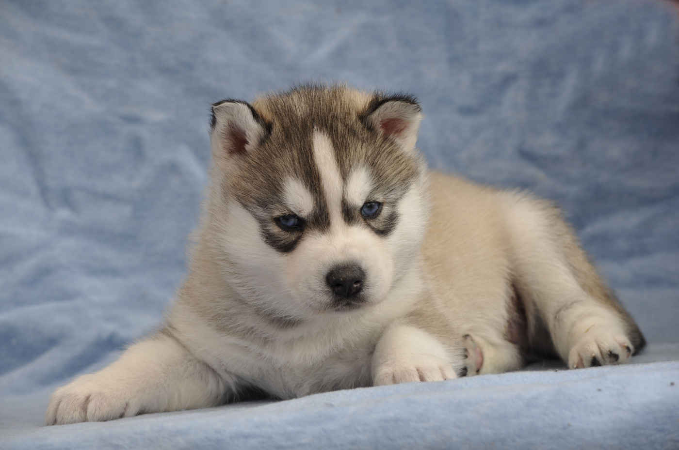Angel Inside's - Chiots disponibles - Siberian Husky