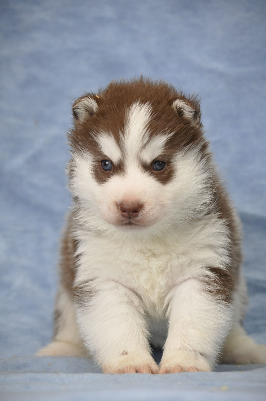 Angel Inside's - Chiots disponibles - Siberian Husky