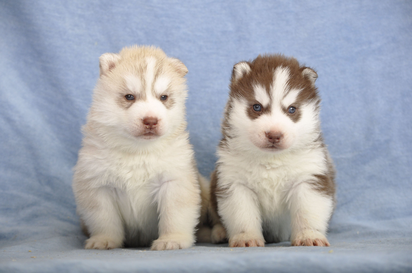 Angel Inside's - Siberian Husky - Portée née le 03/03/2026