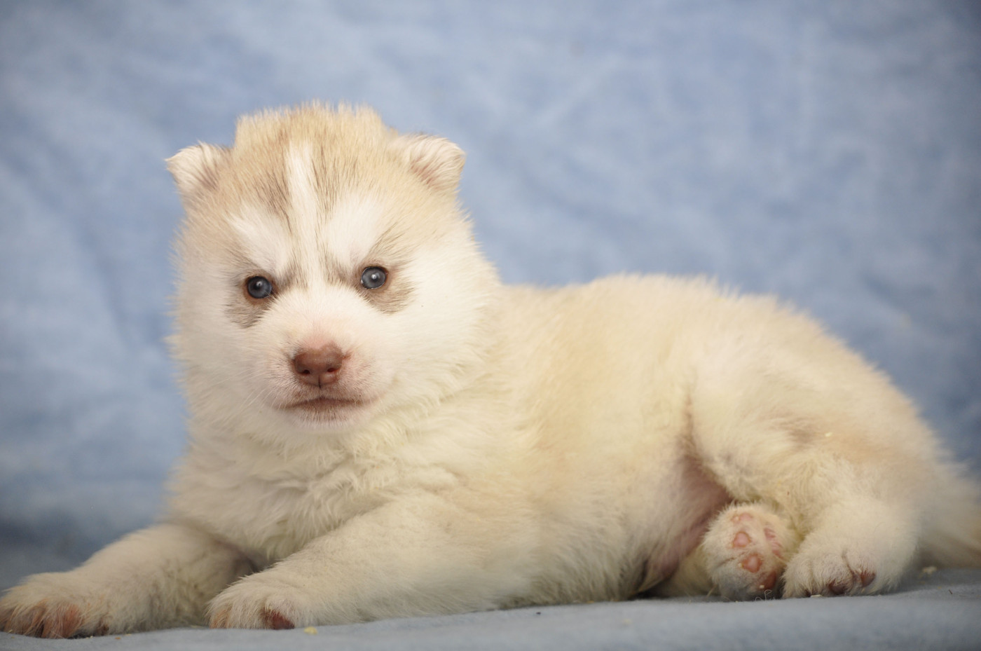 Angel Inside's - Chiots disponibles - Siberian Husky