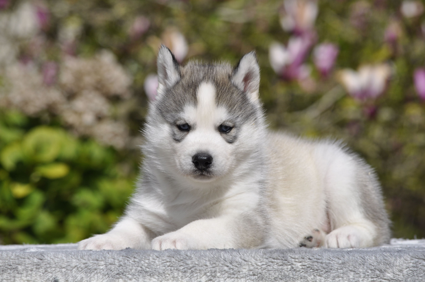 Angel Inside's - Chiots disponibles - Siberian Husky