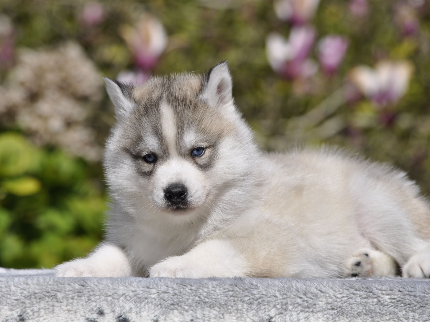 Angel Inside's - Chiots disponibles - Siberian Husky