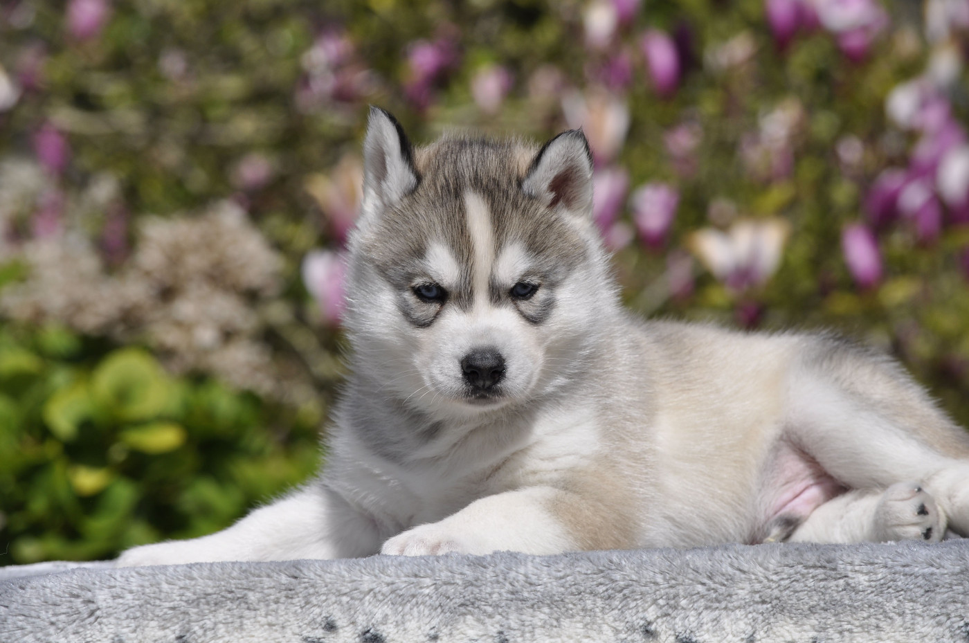 Angel Inside's - Chiots disponibles - Siberian Husky
