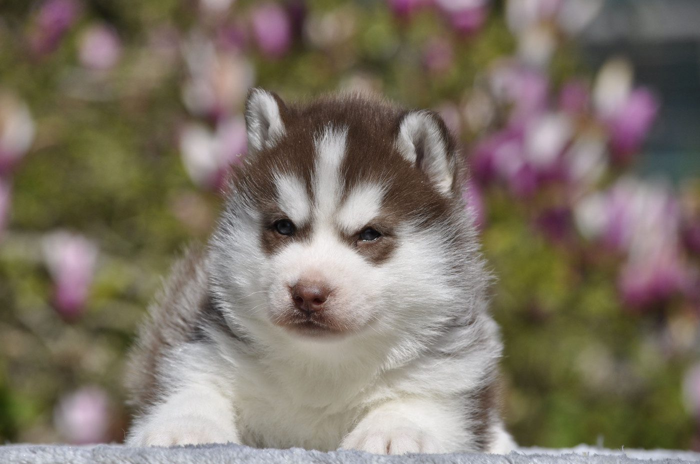 Angel Inside's - Chiots disponibles - Siberian Husky