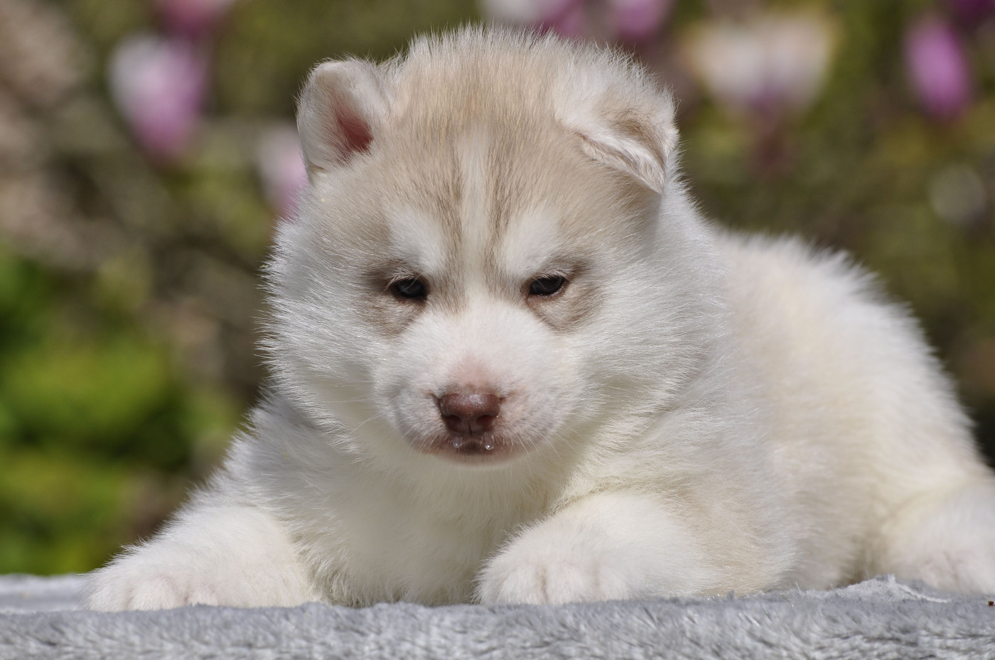 Angel Inside's - Chiots disponibles - Siberian Husky