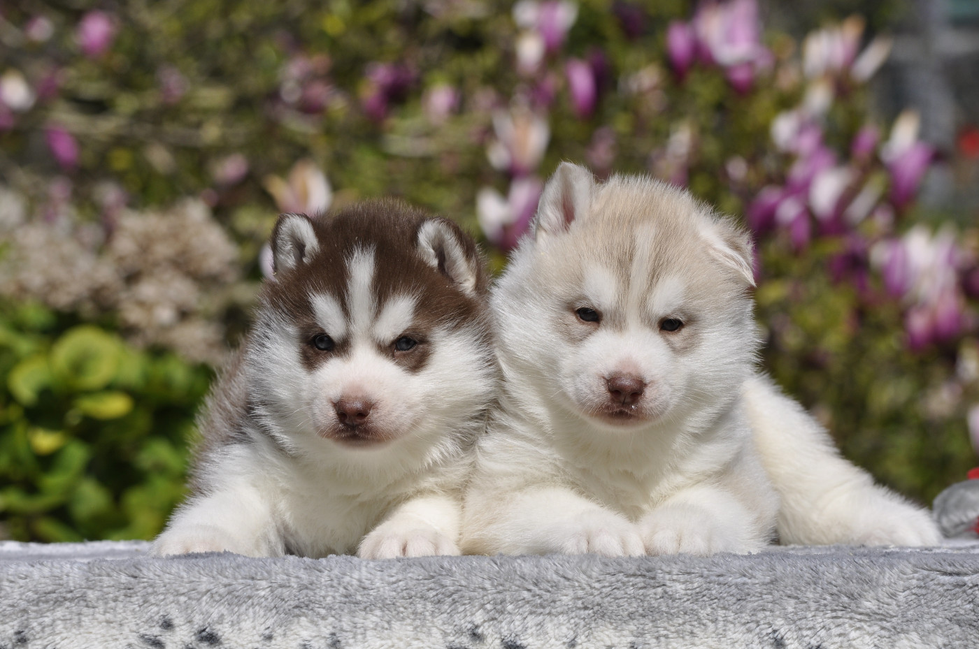 Angel Inside's - Siberian Husky - Portée née le 03/03/2026