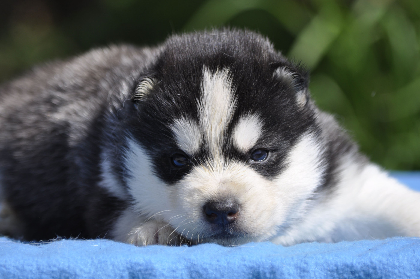 Angel Inside's - Chiots disponibles - Siberian Husky