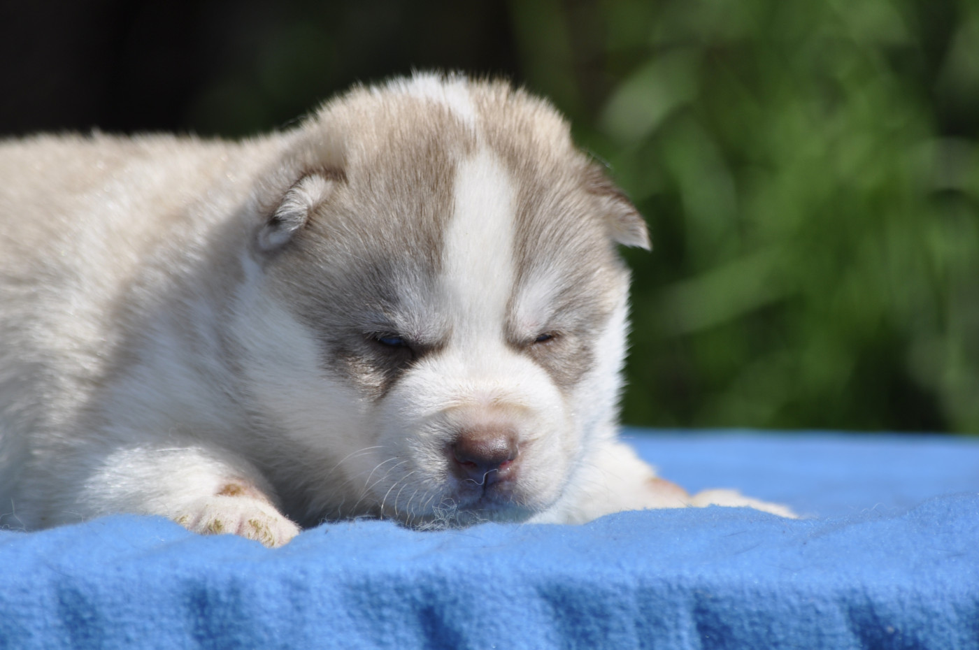 Angel Inside's - Chiots disponibles - Siberian Husky