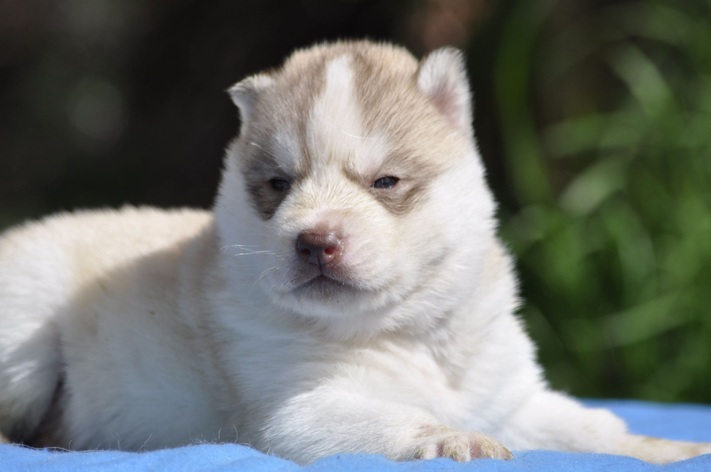 Angel Inside's - Chiots disponibles - Siberian Husky