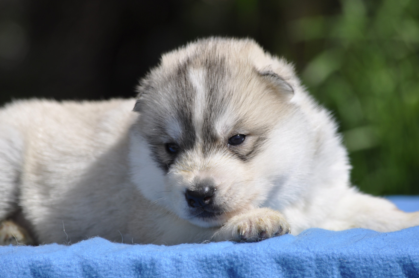 Angel Inside's - Chiots disponibles - Siberian Husky